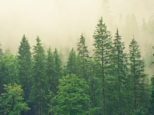 Forêt d'arbres verts dans la brume